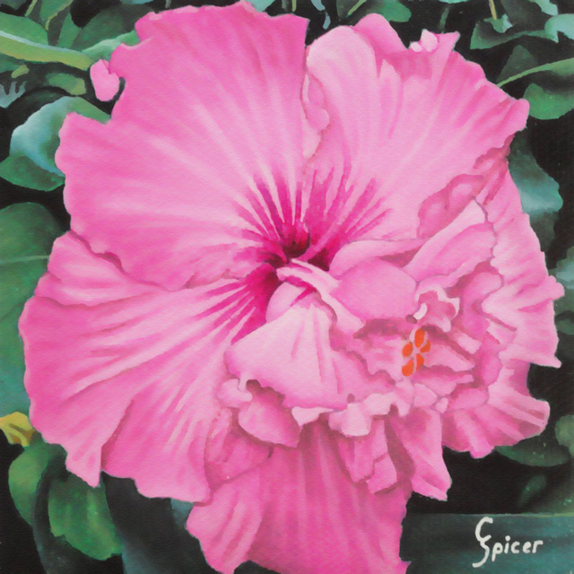 Pink Hibiscus - Painting by Christopher Spicer