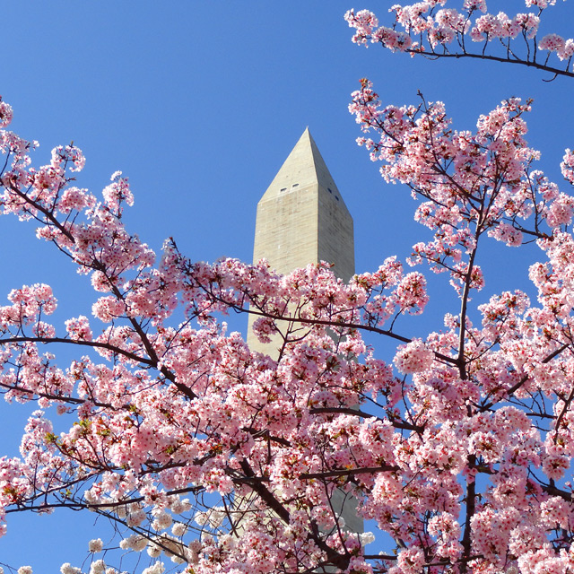 Cherry Blossoms at the Monument - Photograph by Christopher Spicer