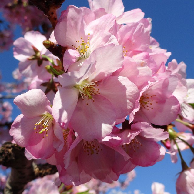 Pink Cherry Blossoms - Photograph by Christopher Spicer